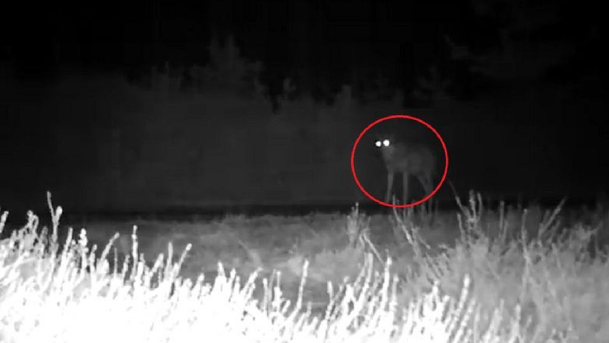 Groza na Podkarpaciu. Wójt ostrzega