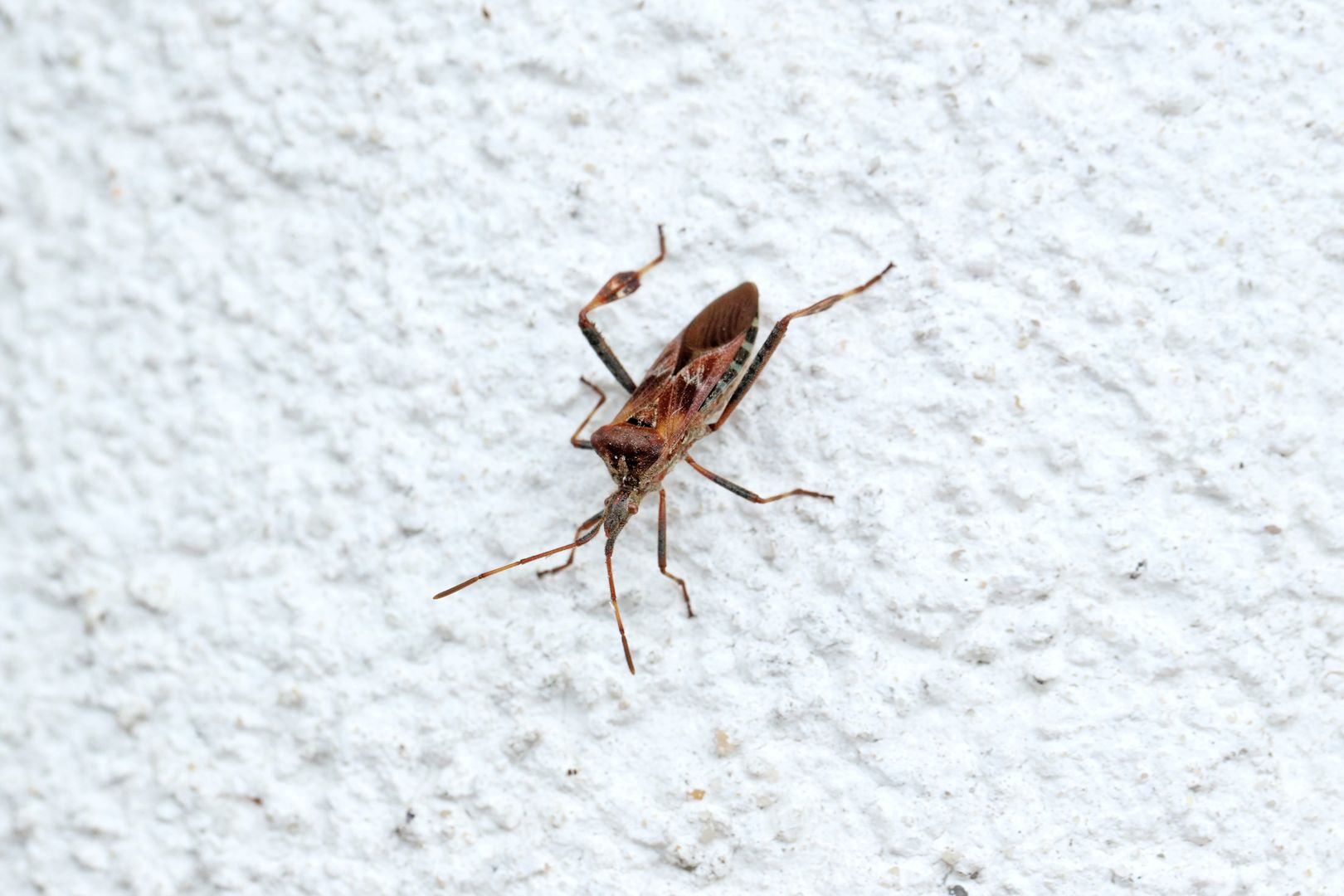 Ten śmierdzący owad może zaatakować twój dom. Jest aktywny szczególnie teraz