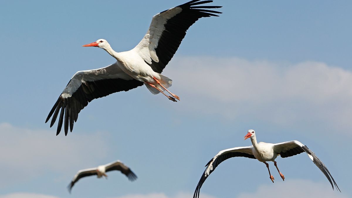 Młode bociany testują nowe trasy migracji.