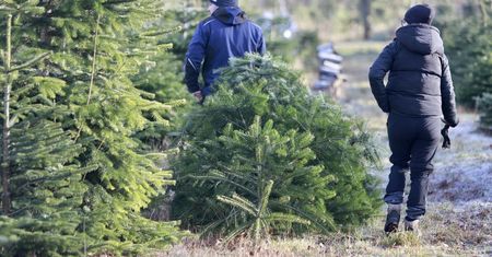 Świąteczna choinka na własną rękę. Tyle leśnicy jej sprzedają