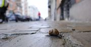 Ślimaki w ogrodzie? Oto naturalne sposoby na zwalczanie ślimaków 16.06.2025