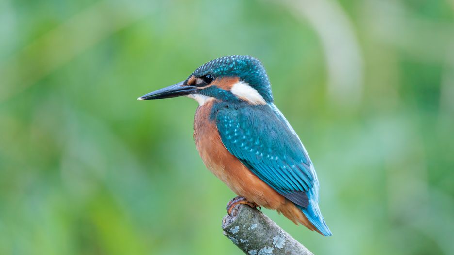 ptactwo, zimorodek, charakter, dzika natura, zwierzak, bee, barwnie, zjadacz, belfer, barwa, dzika, rolki, pierze, ryba