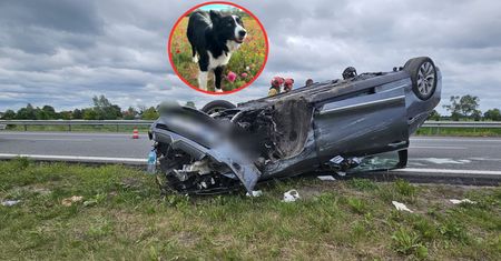 Samochód dachował, pies zniknął. Właściciel apeluje o pomoc