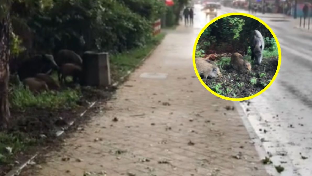 Dziki coraz częściej pojawiają się w centrum Krynicy Morskiej