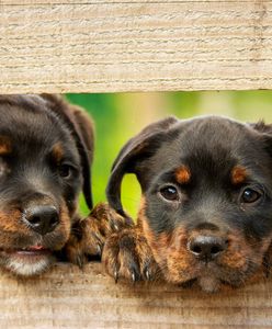 Dramat w schronisku w Radysach. Jest areszt dla zarządzającego placówką