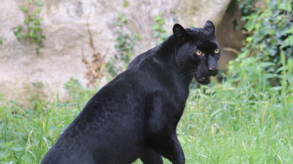 Pantera uratowana z ogarniętej wojną Ukrainy, znalazła dom
