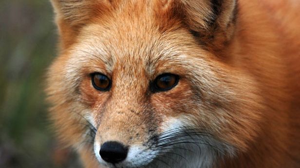 O przyszłości Firefoksa rozmawiamy ze Zbigniewem Branieckim, członkiem zarządu Mozilla Europe [cz. 2] 1