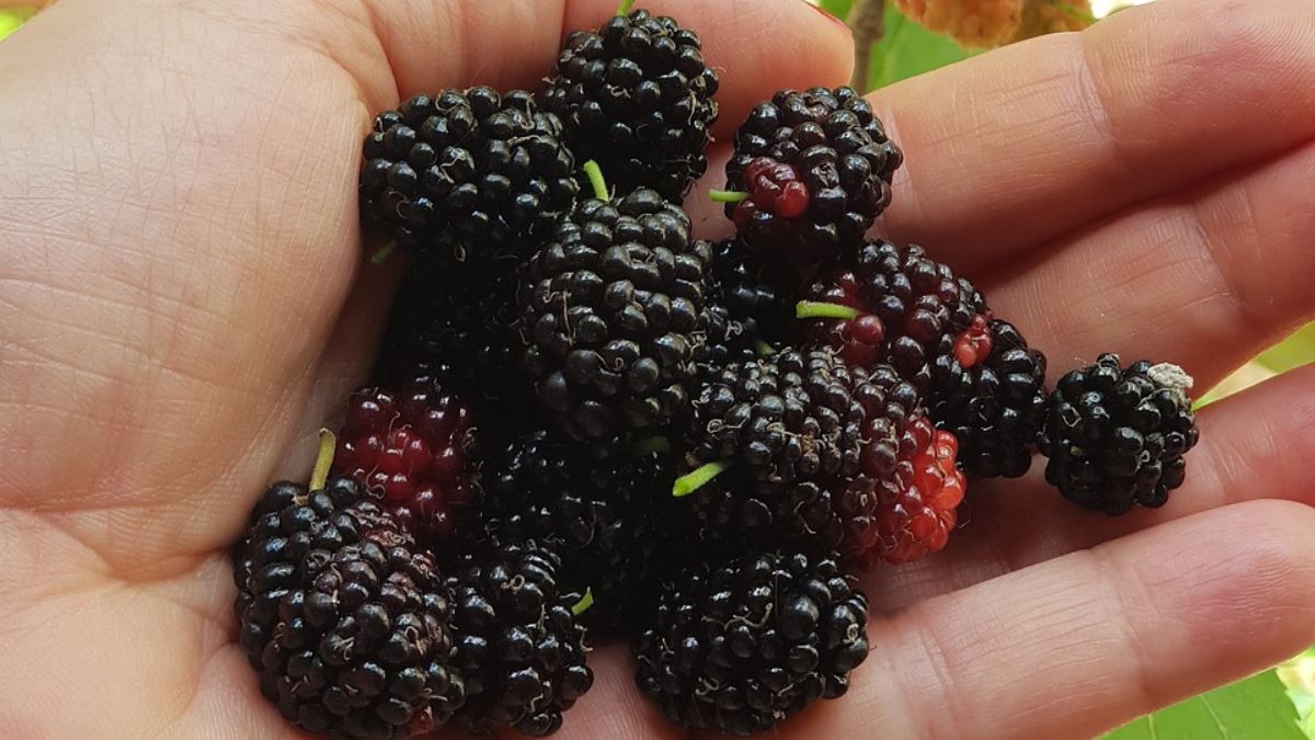 Owoce morwy czarnej nie cieszą się w Polsce zbyt dużą popularnością