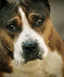 Nie zadzieraj z psem. Amstaff odgryzł mężczyźnie kawałek nosa