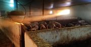 Ceny tuczników 2026. Katastrofalny początek roku