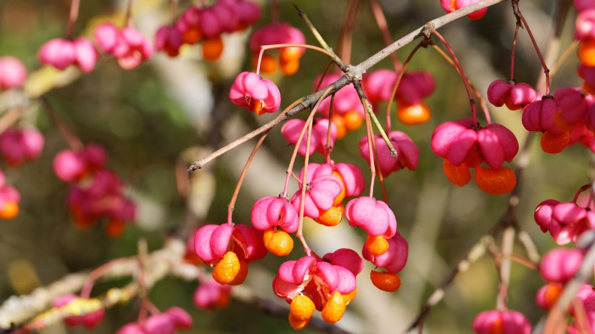 Trzmielina jest piękna, ale i podstępna. Leśnik ostrzega