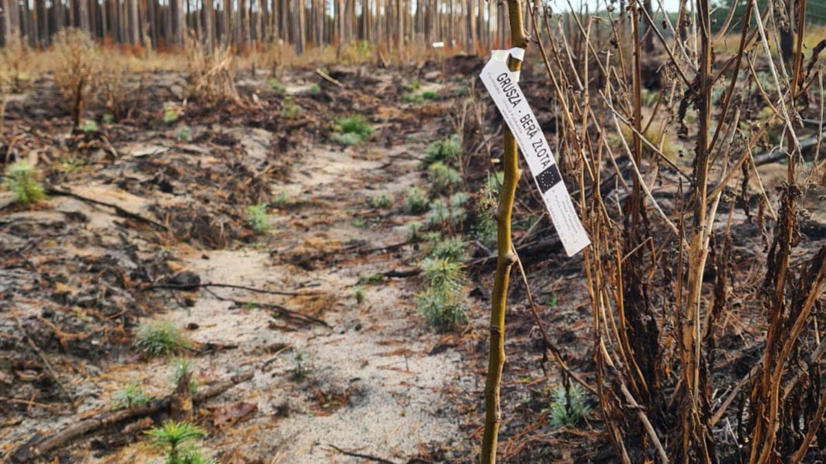 Leśnicy wprowadzają do lasu odmiany drzew owocowych