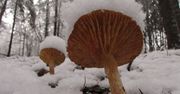 Poszła na grzyby, gdy spadł śnieg. Znalazła piękne i jadalne okazy