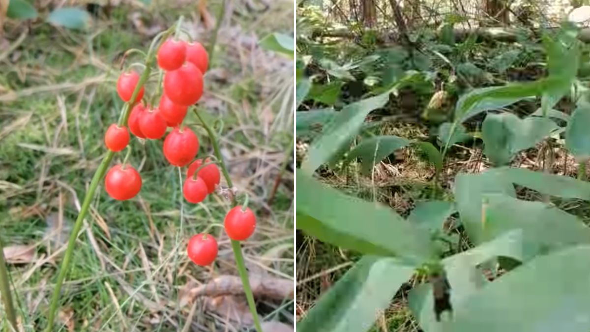 Te jagody mogą zabić