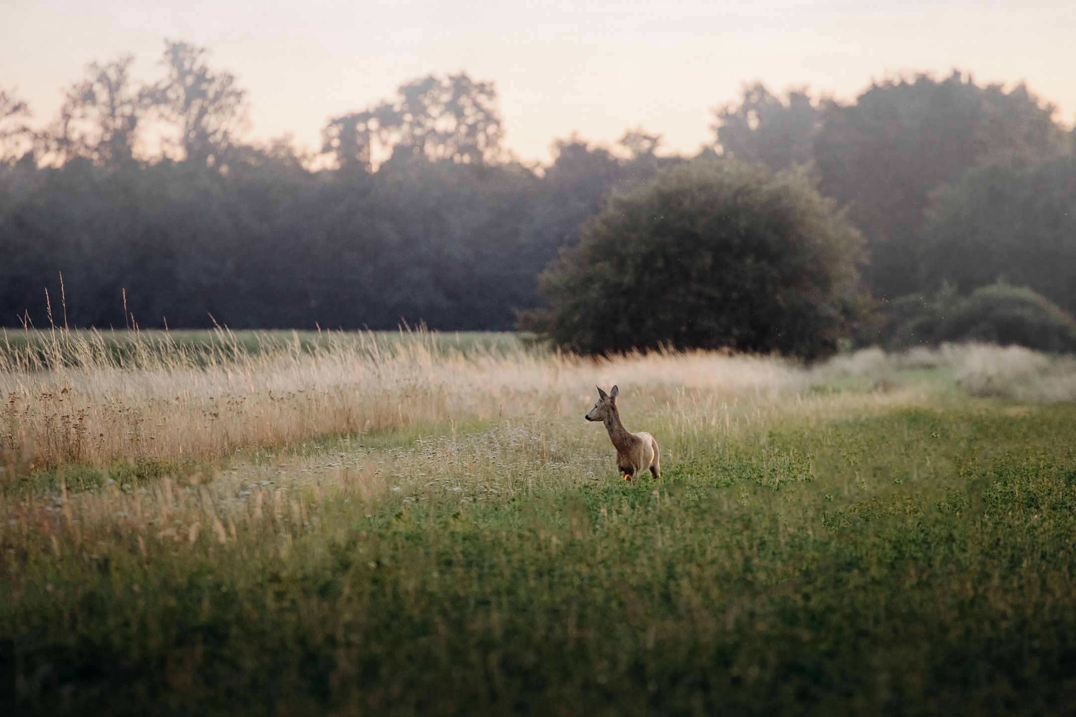 Gdy widzimy dzikie zwierzę, to powinniśmy się oddalić
