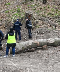 Dramatyczny wypadek. Pień przygniótł dzieci