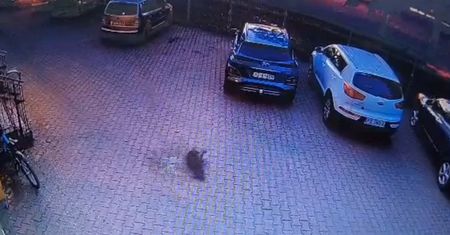 Wyrzucił psa przez okno. Drastyczne nagranie, policja w akcji