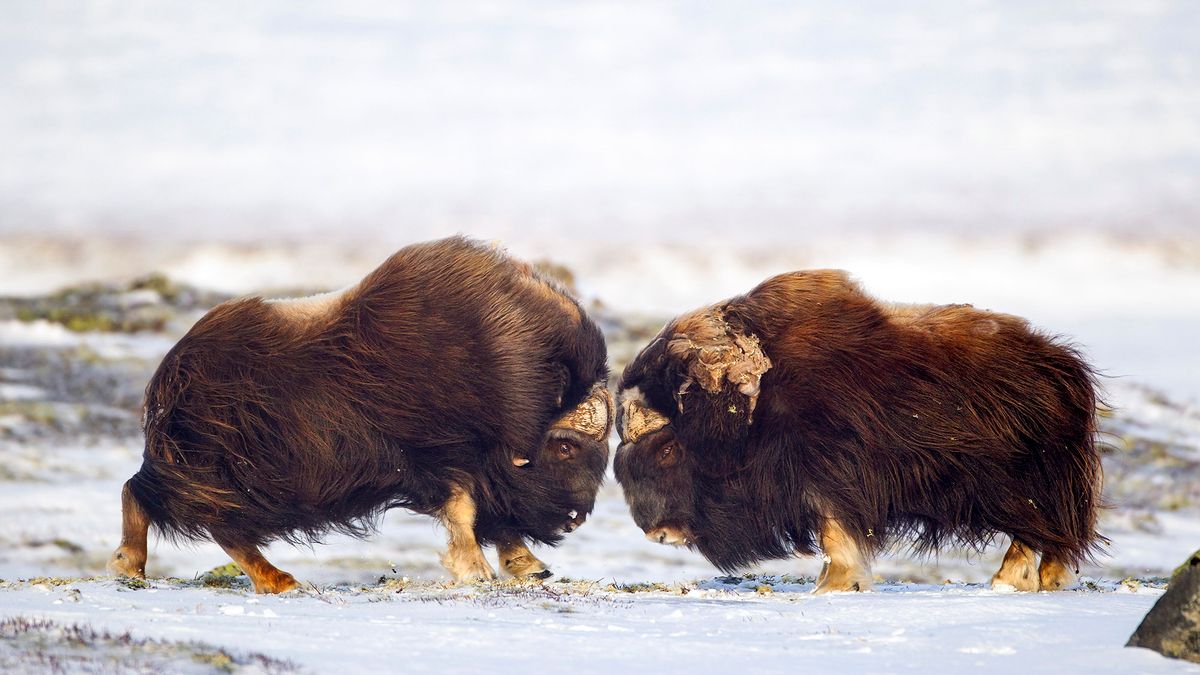 Niesamowite starcie piżmowołów. Bije od nich ogromna siła 1