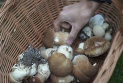 O krok od tragedii na grzybobraniu. Pomoc przyszła w ostatniej chwili. I to dwa razy