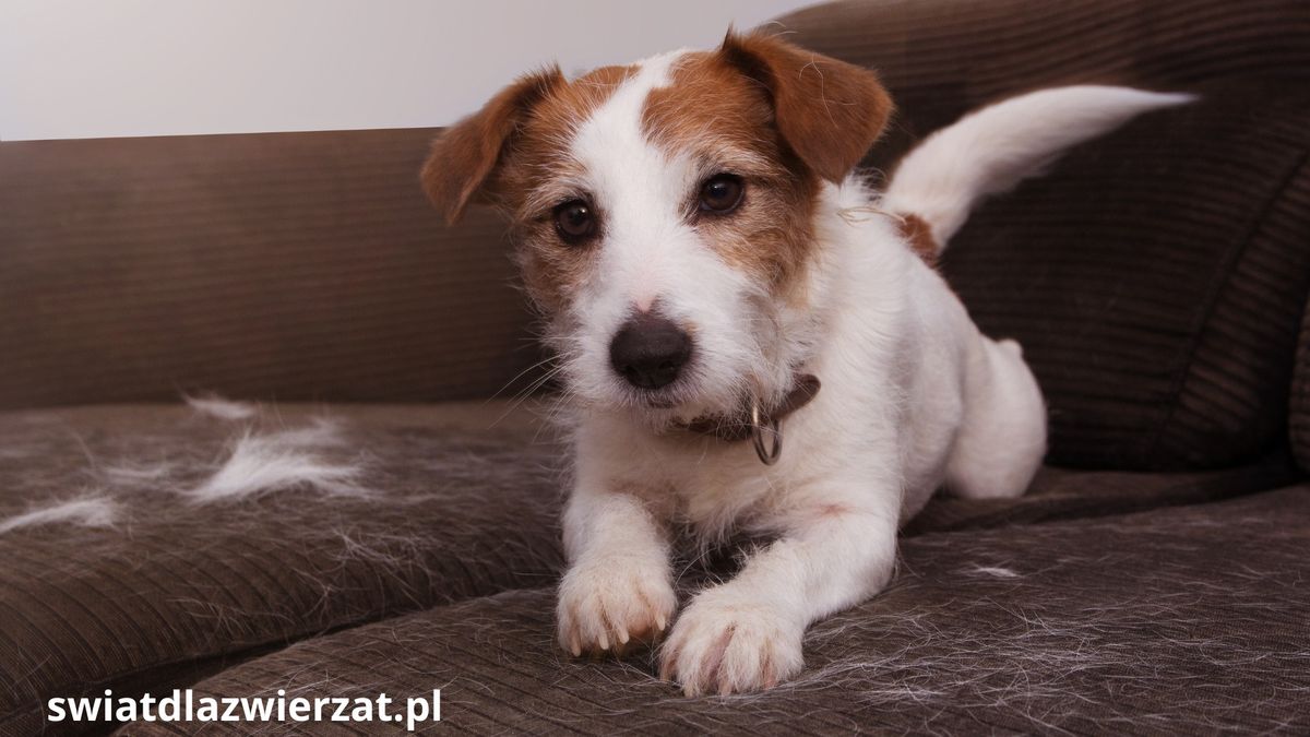 jesienne linienie kotów i psów