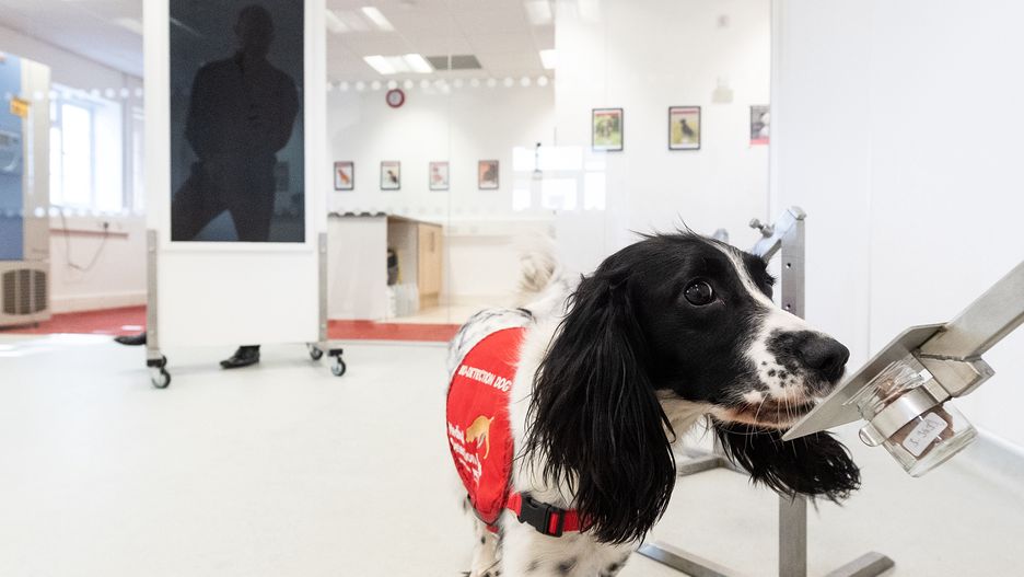 Koronawirus. Fińscy naukowcy: psy są w stanie wywęszyć COVID-19 (na zdjęciu szkolenie z węchu)