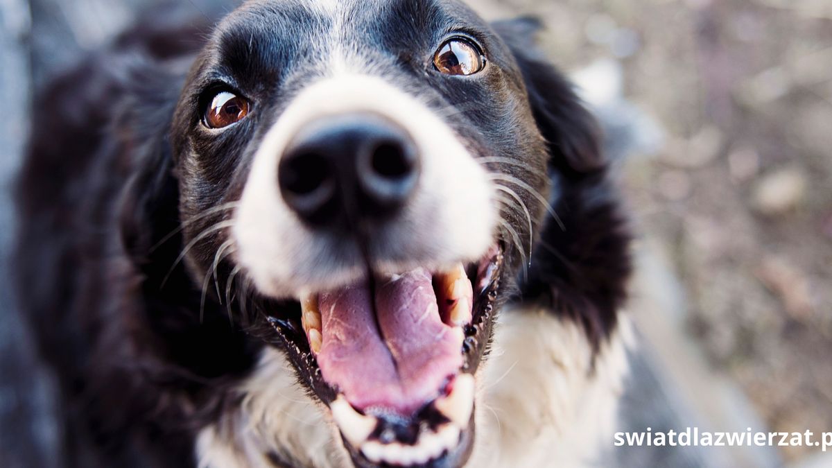 Dlaczego border collie gryzie?