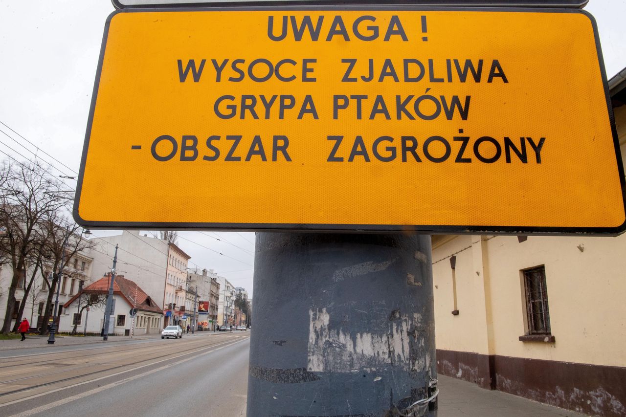 Wielkopolska. Tysiące chorych ptaków. Rzeź na ptasich fermach