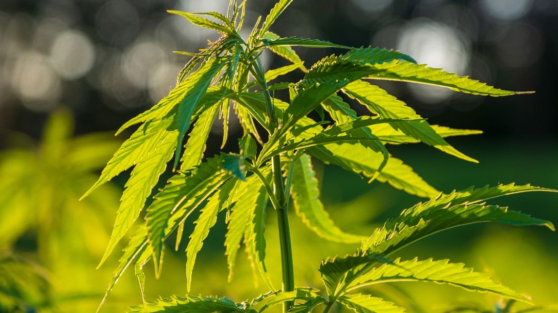 Maść konopna to dermokosmetyk, który w swoim składzie zawiera przede wszystkim olej konopny o różnym poziomie stężenia oraz składniki o właściwościach nawilżających.