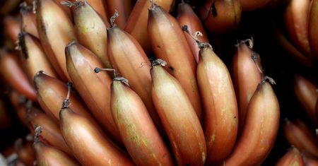 Doskonałe dla jelit. Wymiatają cholesterol, pomagają rzucić palenie