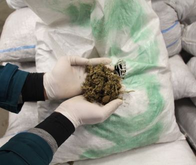 Bydgoszcz. Ponad sto kilogramów narkotyków poszło z dymem