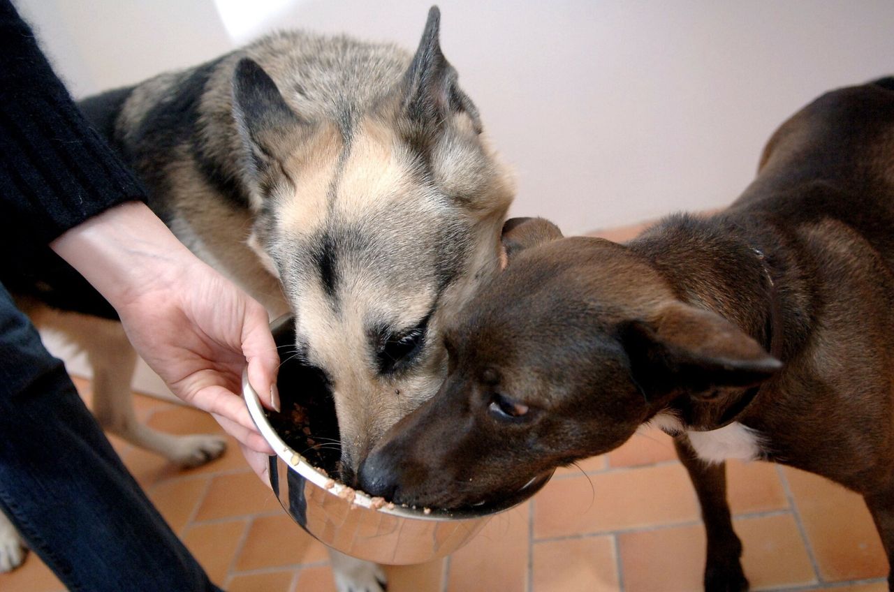Sprzedaż karmy. UOKiK stawia firmie zarzuty