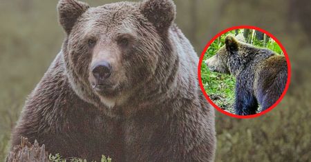 "Wielokrotnie widziany był niedźwiedź". Pilne ostrzeżenie