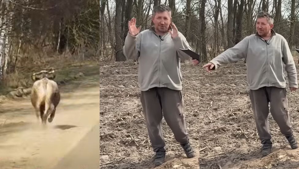 Andrzejowi z Plutycz uciekła krowa w "Rolnicy. Podlasie'