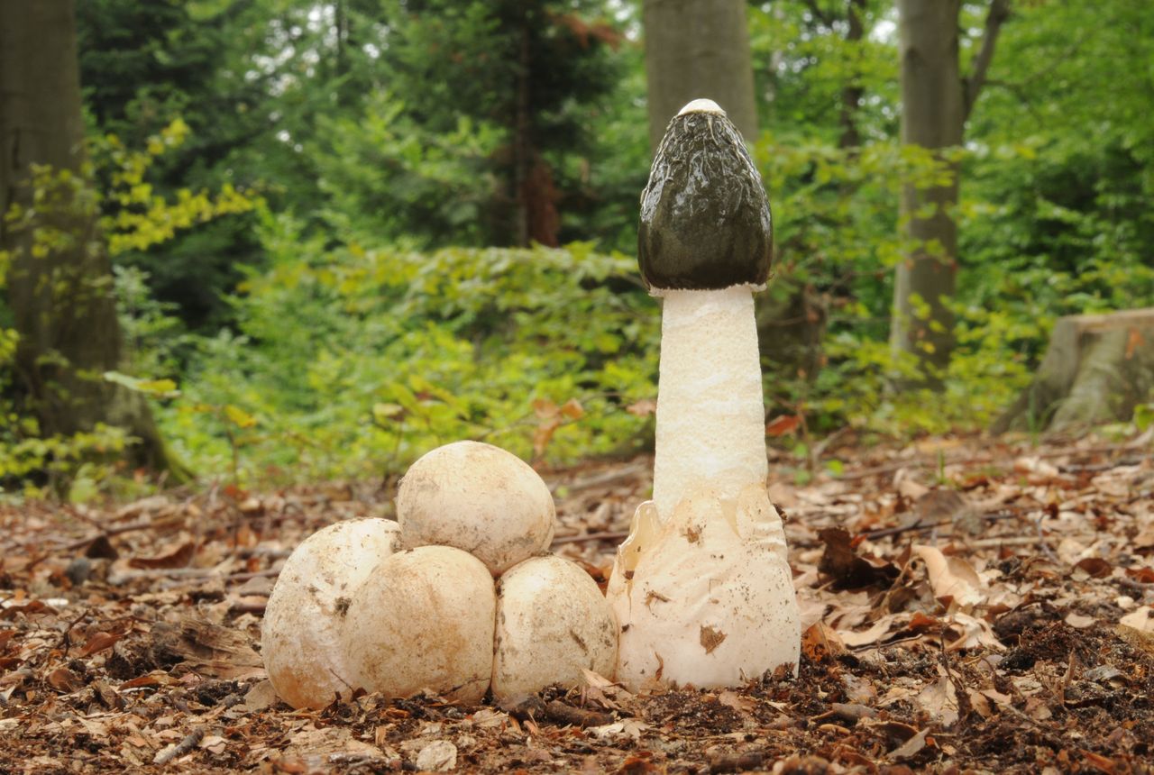 Stinkhorn egg: Misunderstood delicacy with surprising medicinal uses