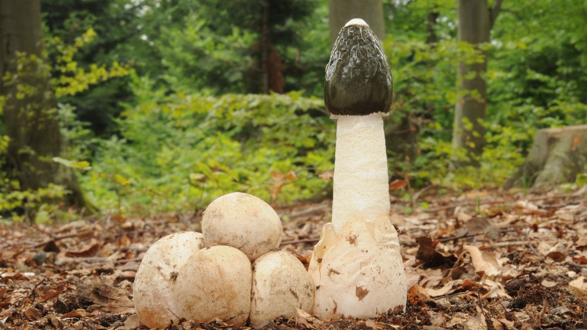 Czarcie jajo - Pyszności