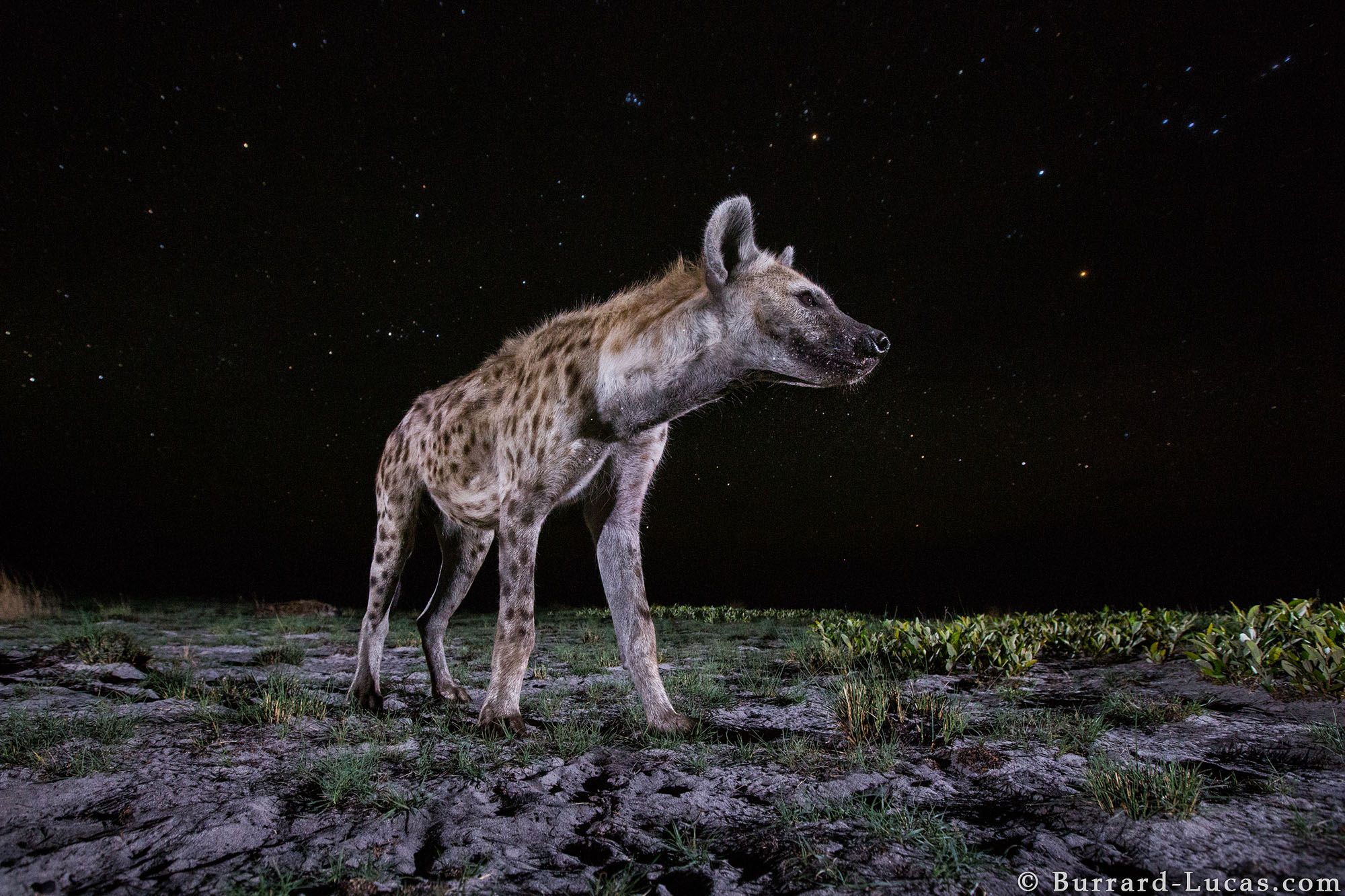 Nocne życie dzikich zwierzęt na tle rozgwieżdżonego nieba, czyli Will Burrard-Lucas i jego foto-pułapki 6