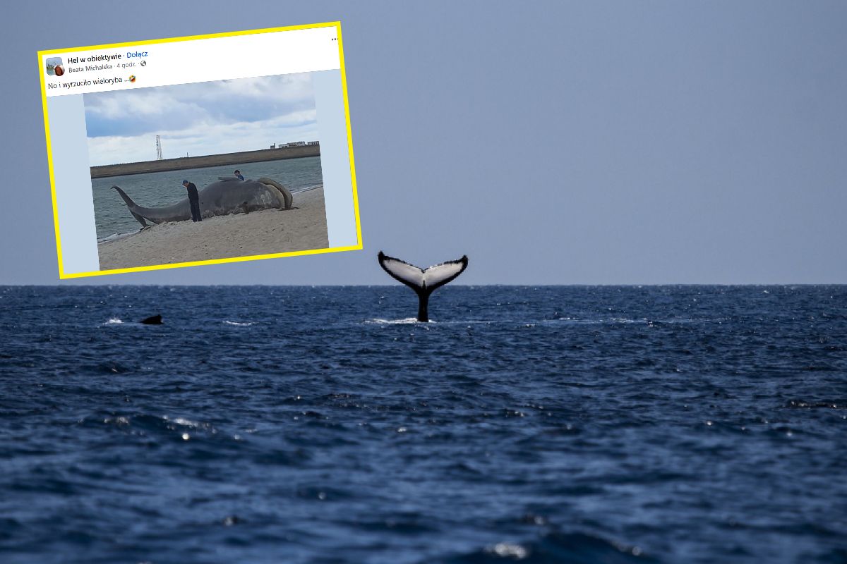 Martwy wieloryb na plaży w Helu? Prawda jest zaskakująca