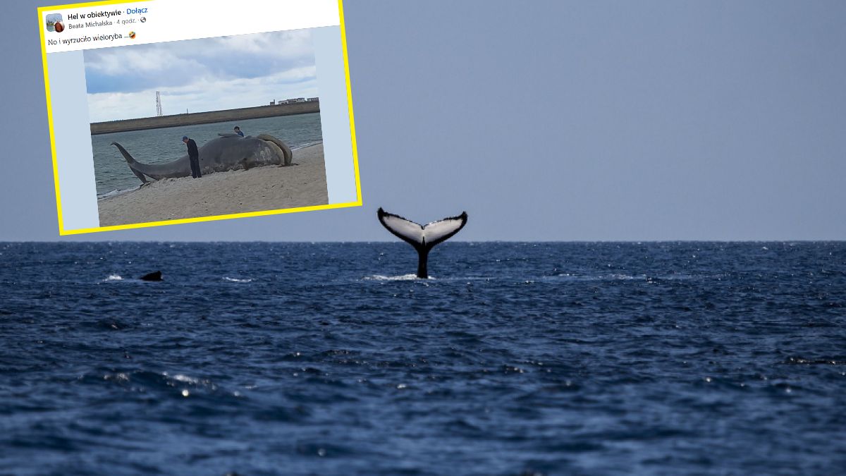 Wieloryb na plaży w Helu