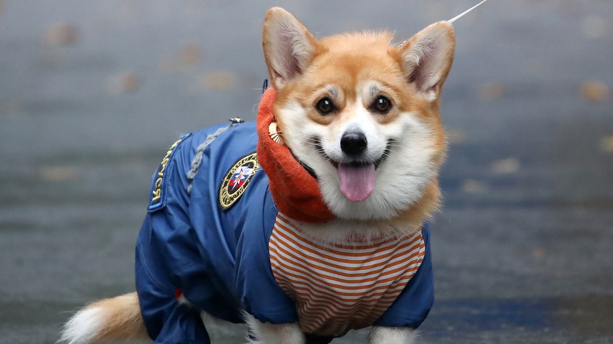 Marusia, czyli uśmiechnięty pies-ratownik. Zobacz ją w akcji 1