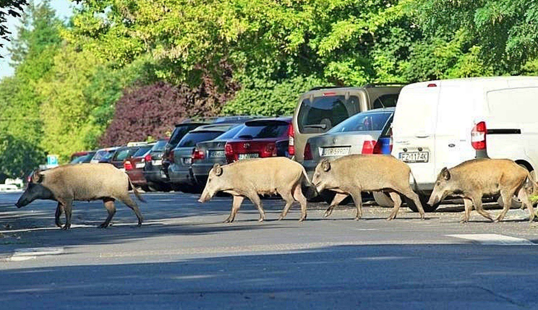 Dziki można coraz częściej spotkać w miastach