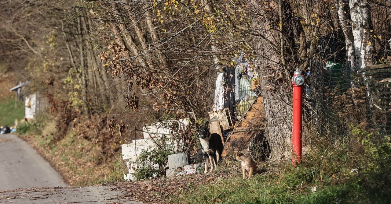 Pstrągowa: Mieszkanka ukarana. Jej posesja przypomina wysypisko