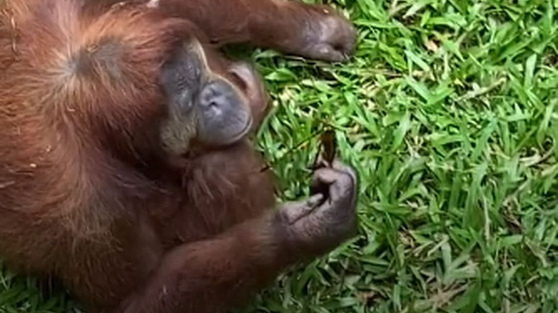 Orangutan w okularach (You Tube)