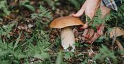 Grzybobranie 2023. Jakie grzyby zbierać w listopadzie?