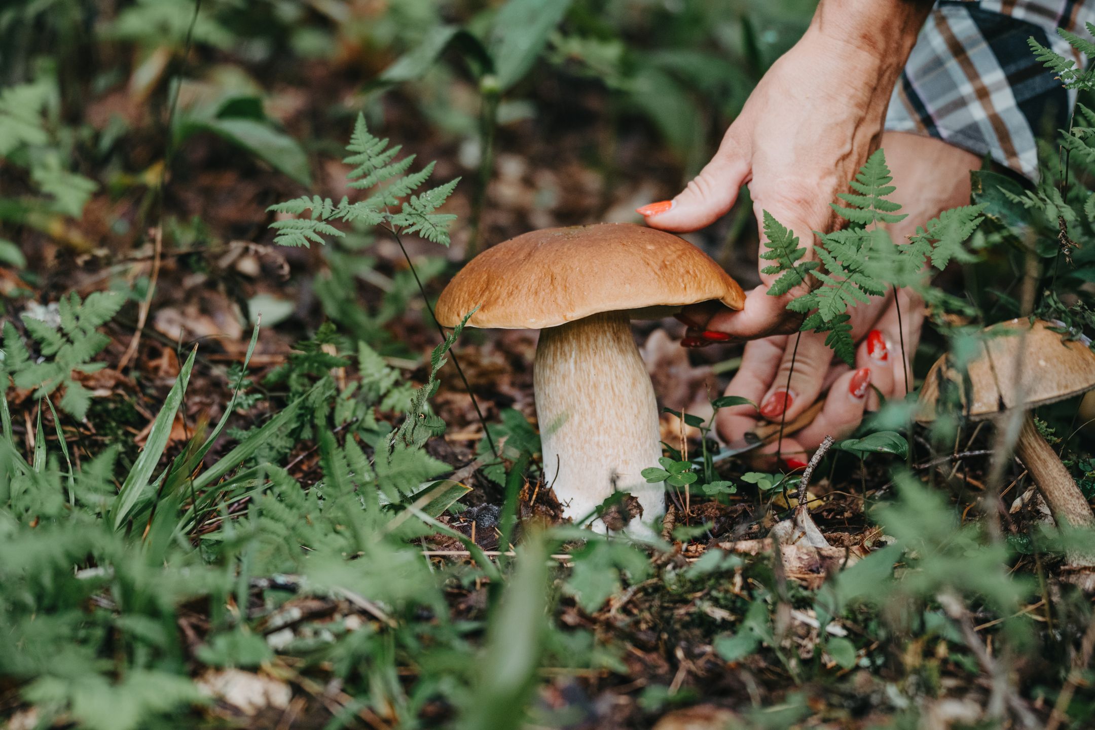 Grzyby w listopadzie. Te gatunki można zbierać na koniec sezonu