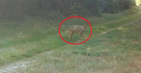 Nagrali ranną wilczycę. Widok chwyta za serce