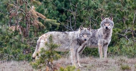 Rzeź zwierząt na Dolnym Śląsku. Hodowcy czują się bezsilni wobec wilków