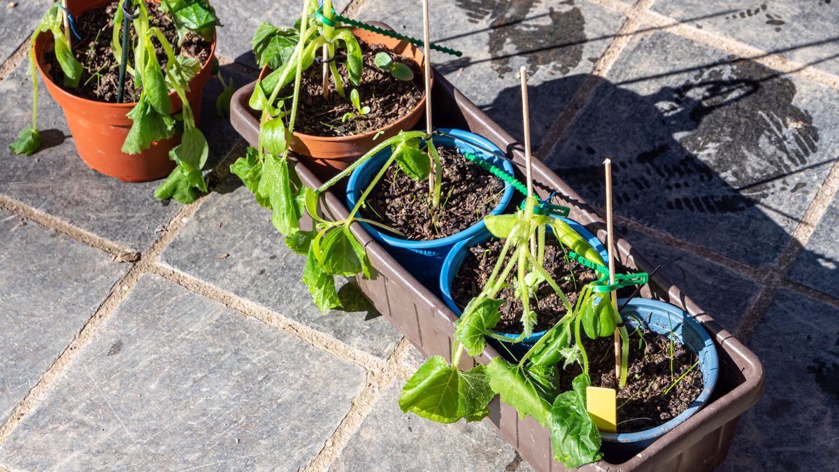 Jak ochronić ogród w trakcie wiosennych przymrozków? - zdjęcie ilustracyjne