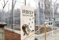 Chorzów. Rodzeństwo zyskało nowe lokum dzięki budżetowi obywatelskiemu