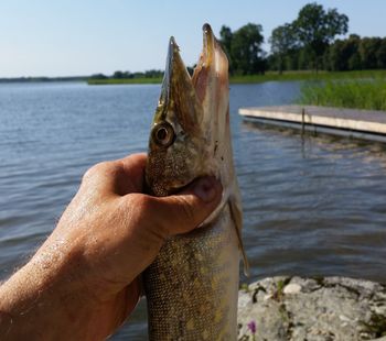 Rekordowe połowy w Michigan. Najdłuższa ryba miała 121 cm