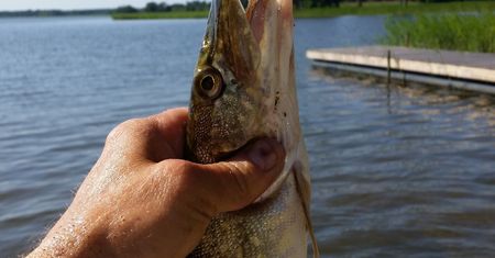 Rekordowe połowy w Michigan. Najdłuższa ryba miała 121 cm
